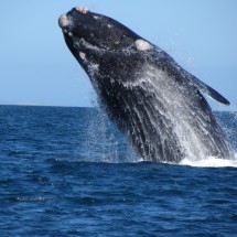 Jumping Whale IV